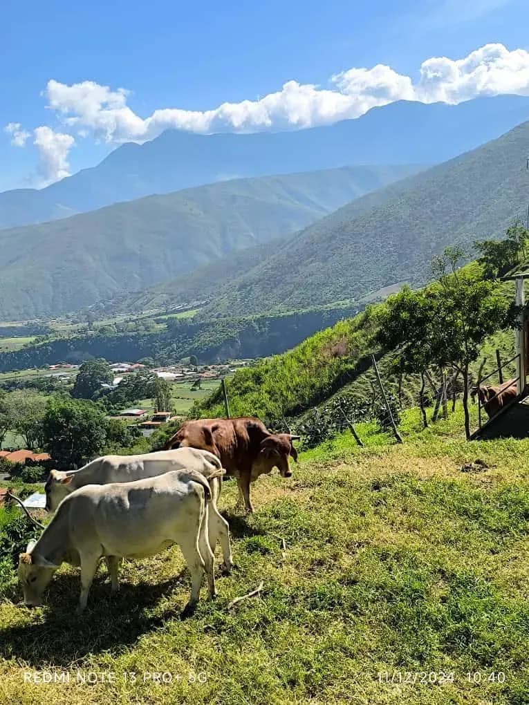 Finca En Venta 12 Hectáreas En Bailadores, Mérida Mesa De Adrián Con Gran Potencial Para Cultivo De Café